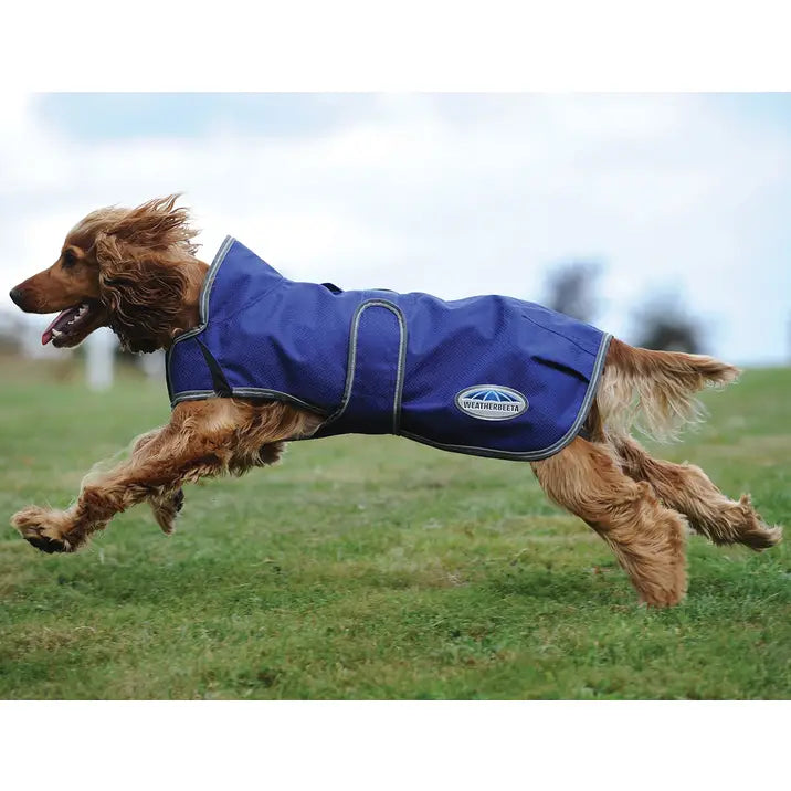 Weatherbeeta fashion dog jacket