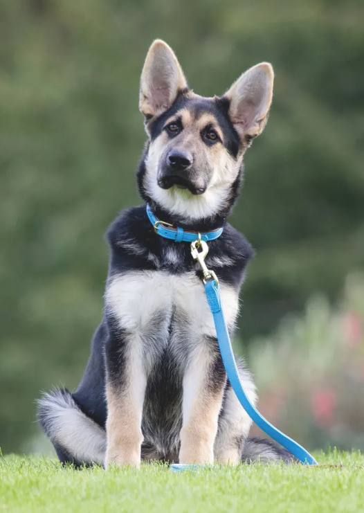 Digby & 2024 fox dog collars