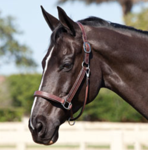 Arc de Triomphe Premium Leather Halter – Fair Hill Saddlery