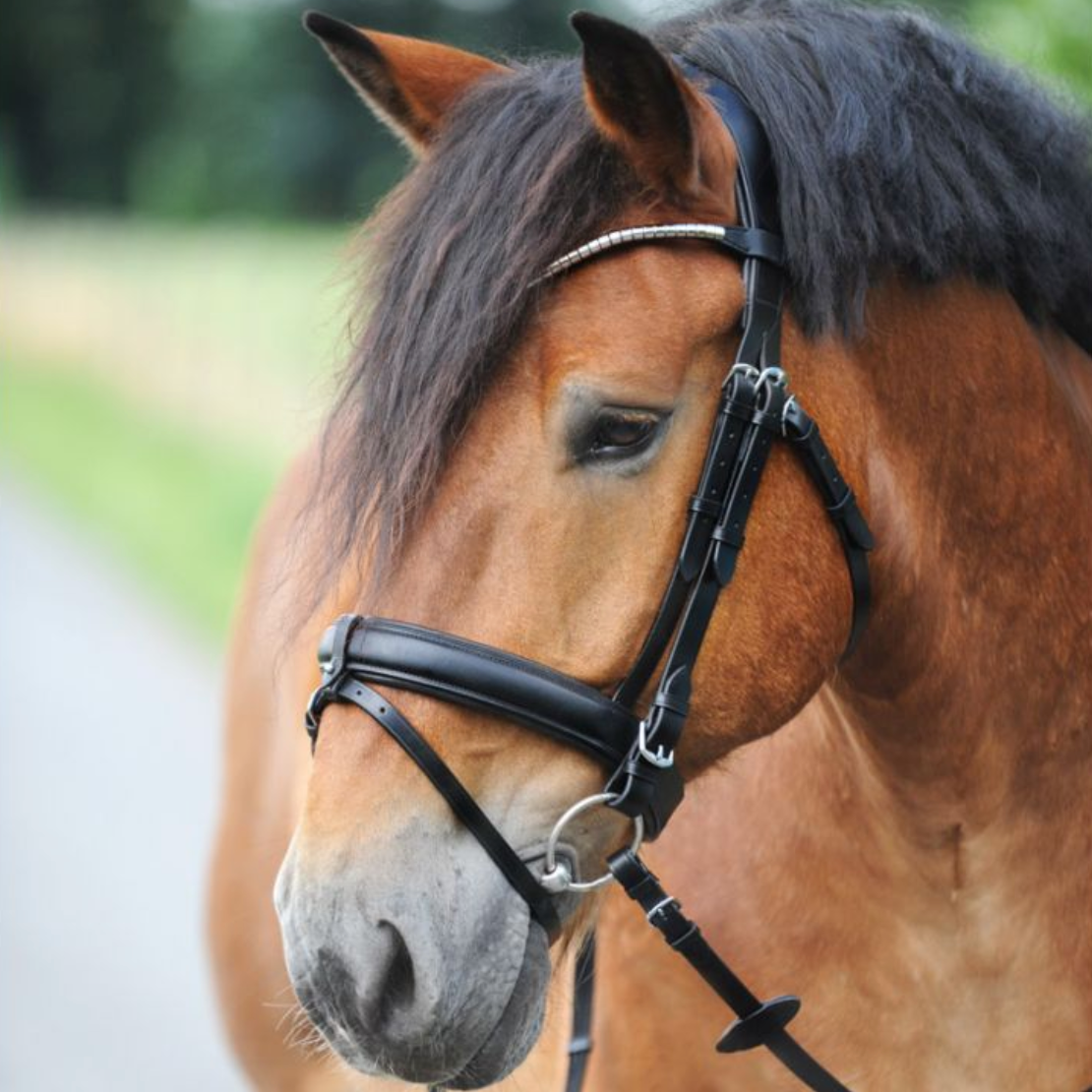 OVY × DECi Bridle studs narrow belt M - ベルト