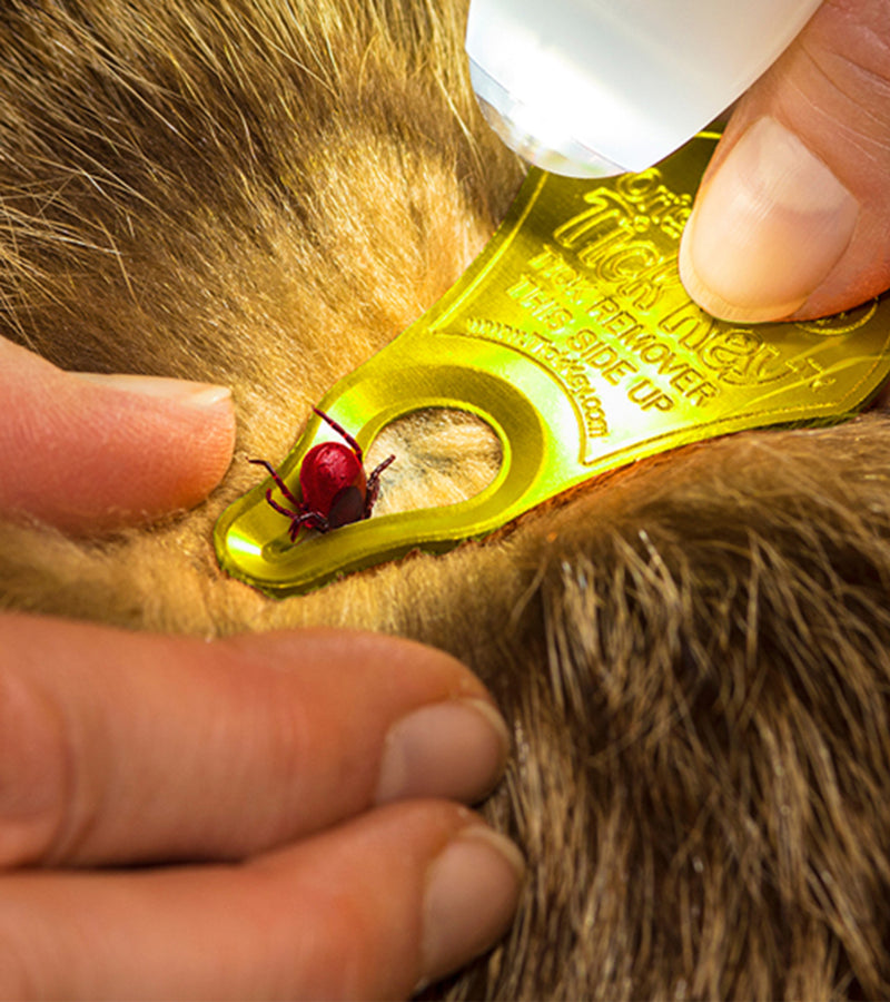 Tick Key™ Tick Removal