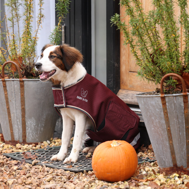 Shires Digby & Fox  Lite Waterproof Dog Coat