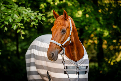 Horseware Ireland Newmarket Fleece Cooler