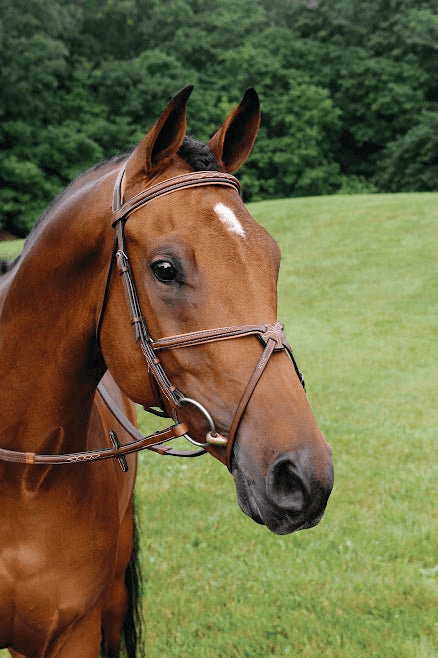 Arc de Triomphe® Imperial Figure 8 Bridle w/ Rubber Reins