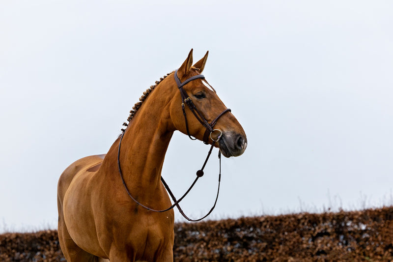 TRUST Dublin Bridle