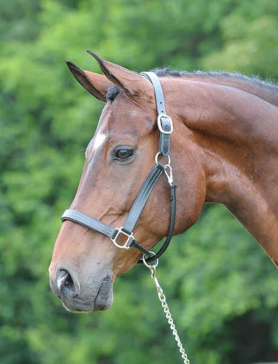 Arc de Triomphe®  Premium Halter