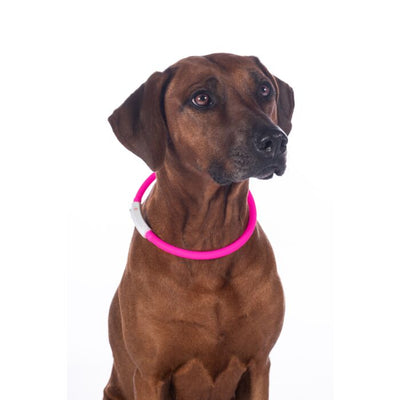 HKM LED Illuminated Dog Collar