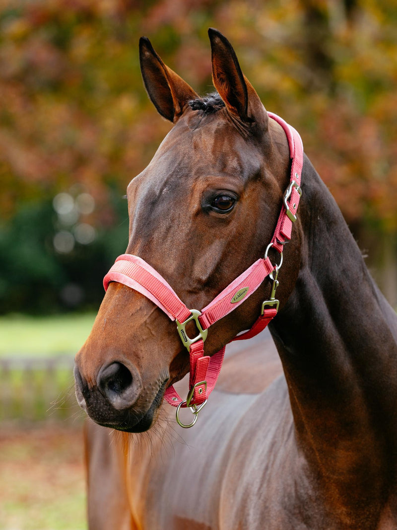 LeMieux Versailles Halter FW25