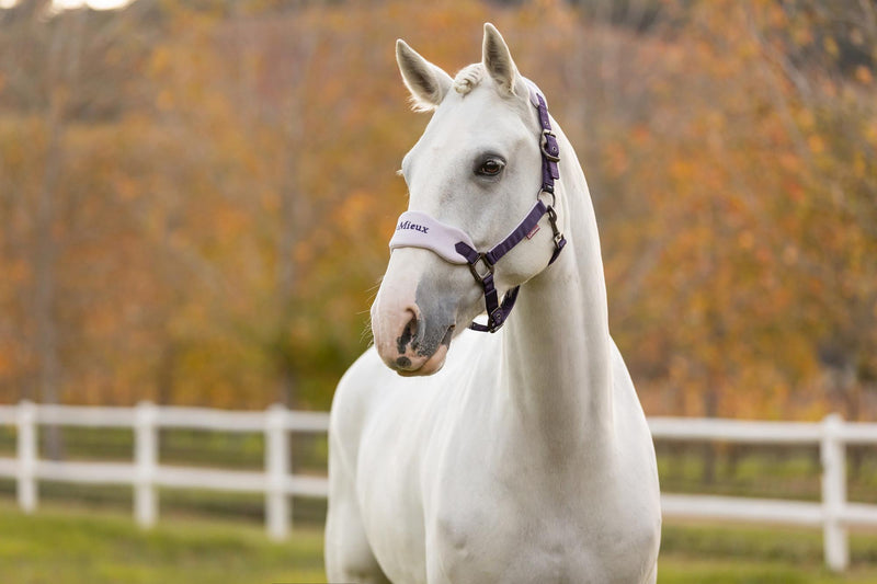 LeMieux Vogue Fleece Headcollar & Rope FW25