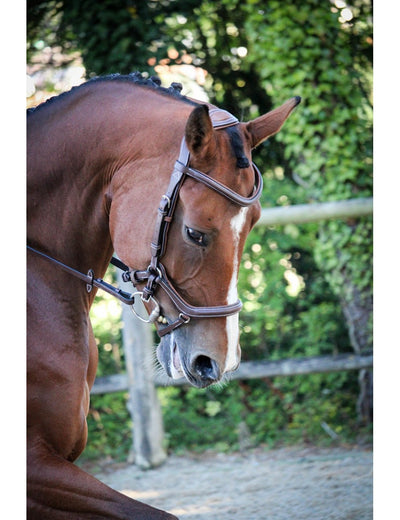 Jump'in One Collection New York Bridle