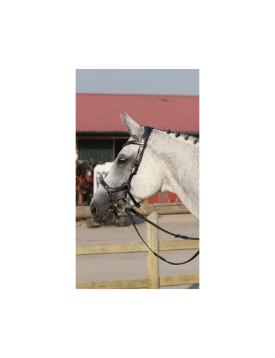 Jump'in One Collection New York Bridle