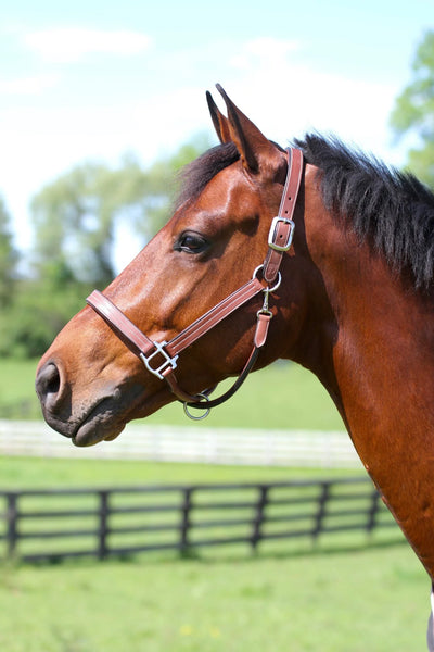 Arc de Triomphe®  Premium Halter
