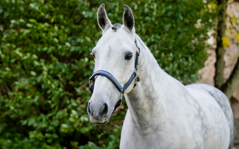 Horseware Grooming Halter