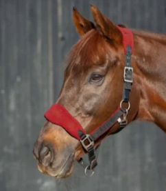 Equinavia Saga Fleece Padded Breakaway Halter