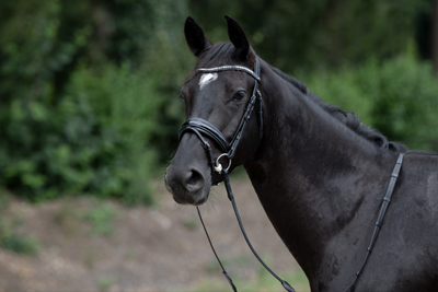 TRUST Vancouver Bridle
