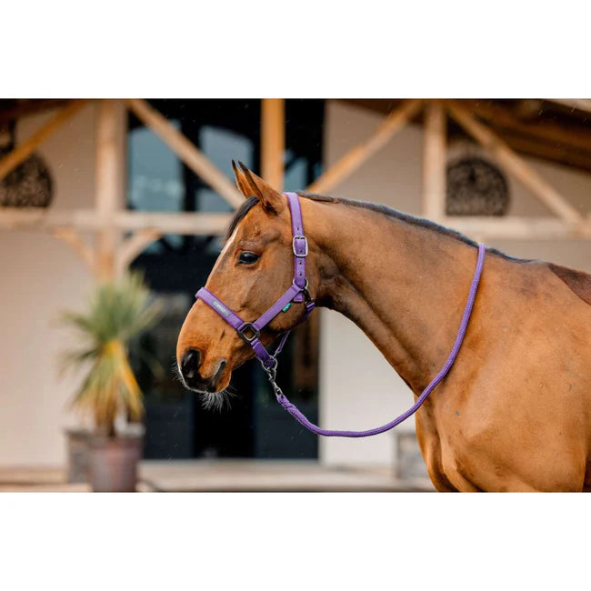 Horseware Amigo Halter and Leadrope Set