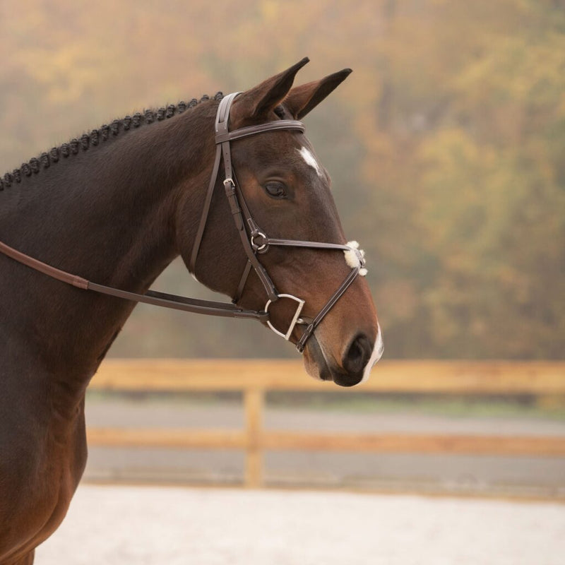 Black Oak Cedar Bridle