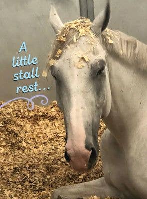 Horse Hollow Press - Horse Funny Get Well Card: a Little Stall Rest... Horse Card