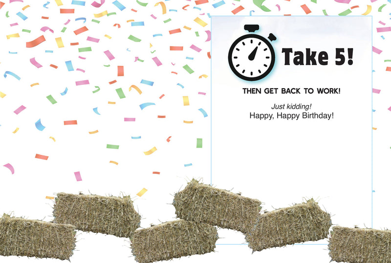 Horse Hollow Press - Horse Birthday Card: NEW To the Best Horse Husband EVER!