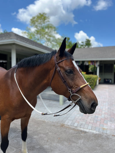 Dziasport Easy Change Ergonomic Schooling Bridle with Reins