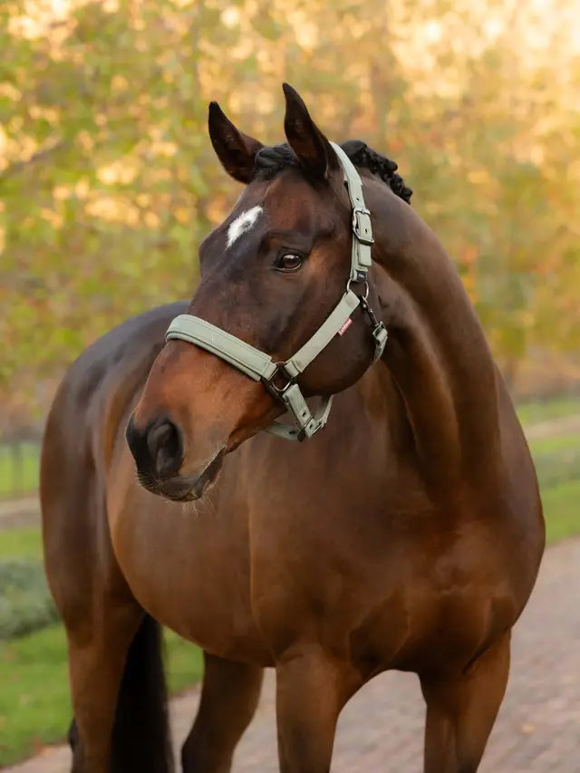 LeMieux Essence (Finesse) Halter