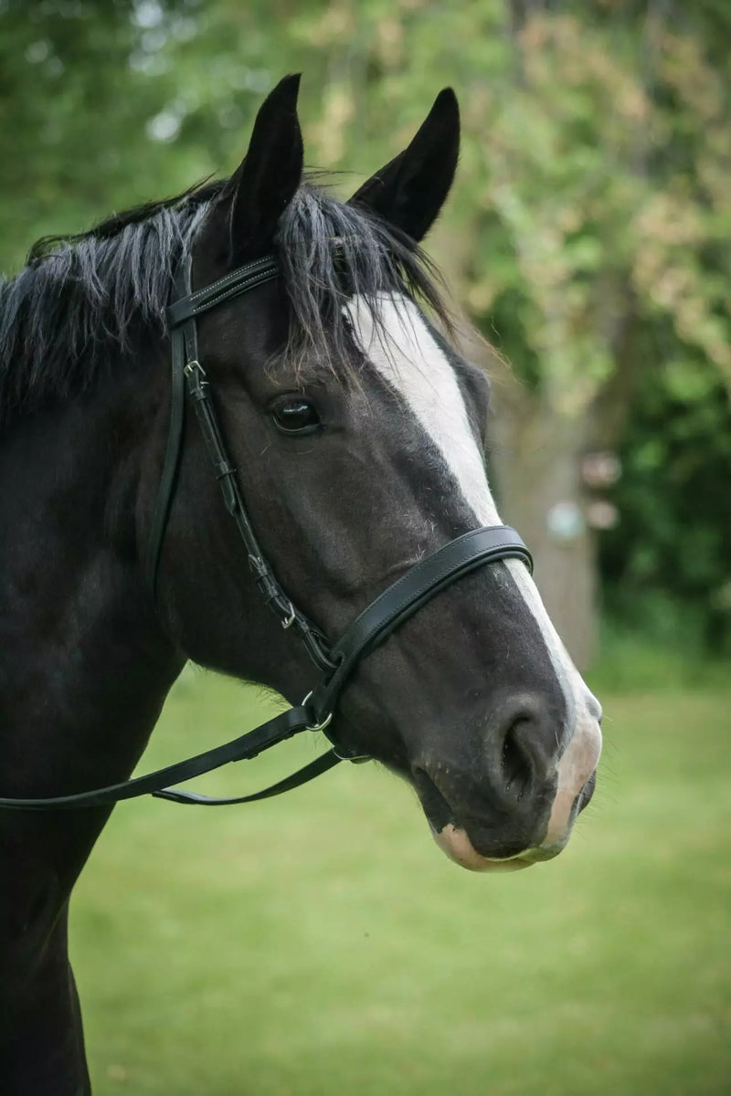 Thinline EZ Harmony Bitless Noseband Bridle Converter