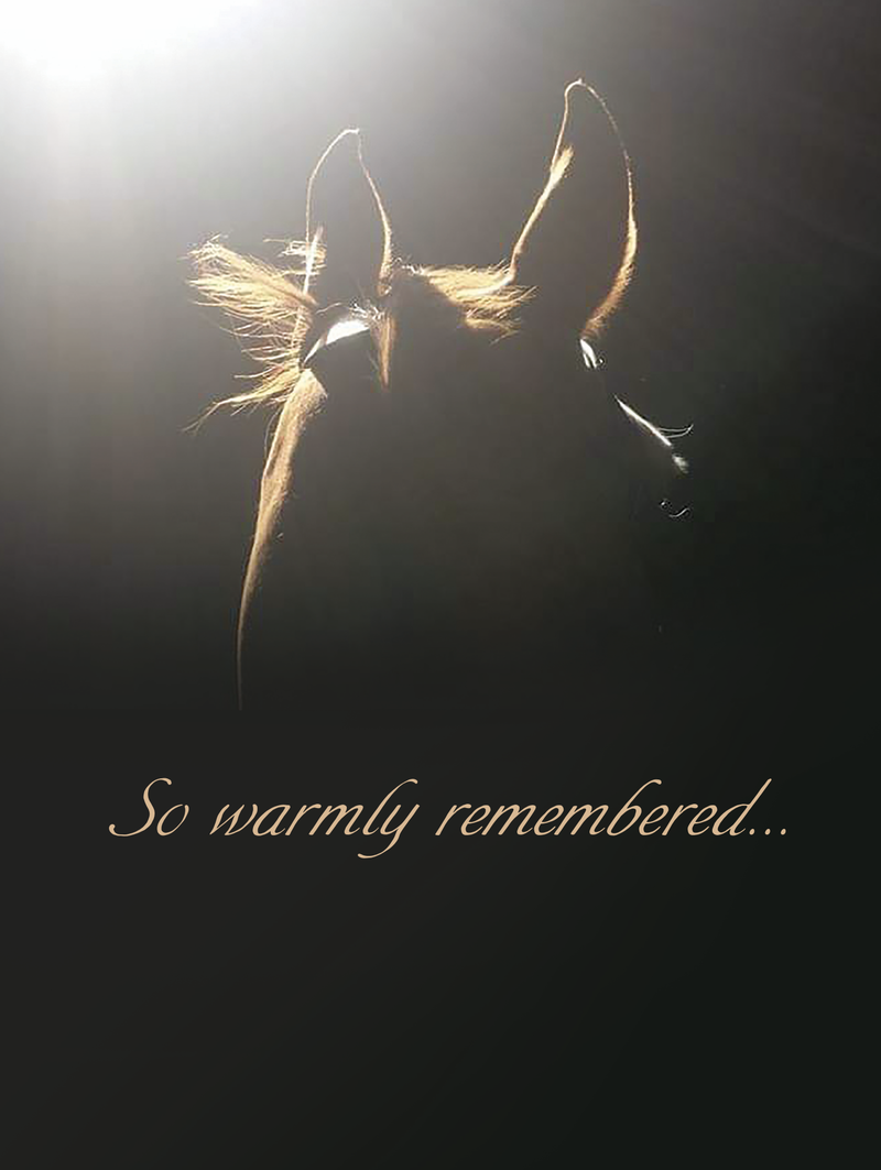Horse Hollow Press - Horse Sympathy Card: So Warmly Remembered...