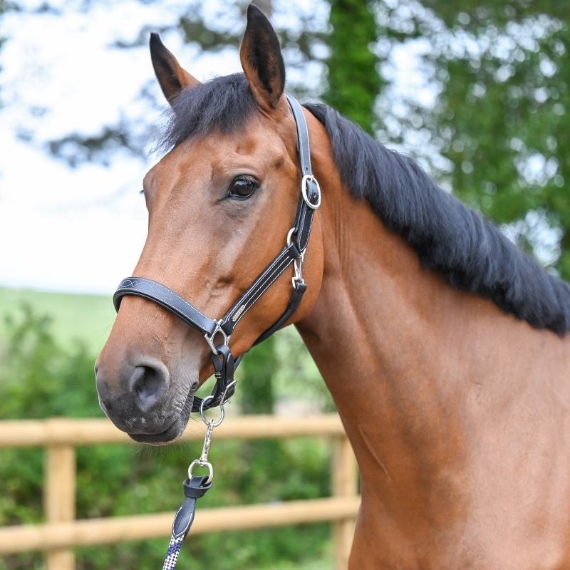 Mb Collection Halter Jump'In One Collection Fancy Halter – Fair Hill Saddlery