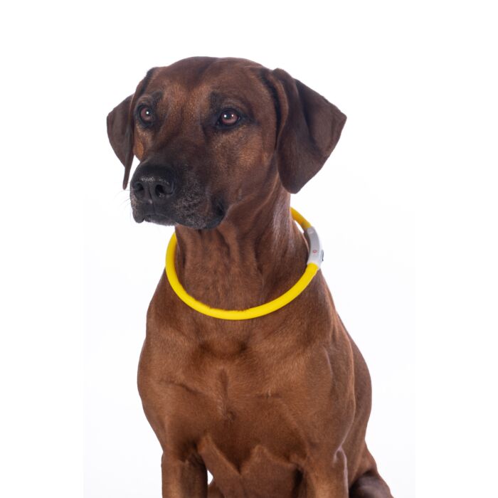 HKM LED Illuminated Dog Collar