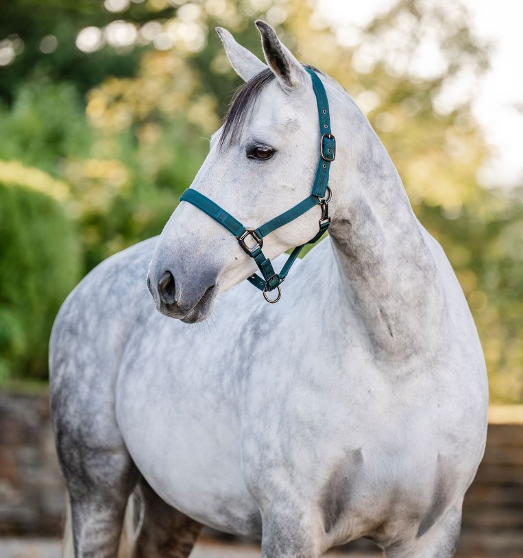 Horseware Halter & Leadrope