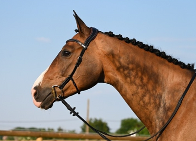 Jump-in Liberty Bridle
