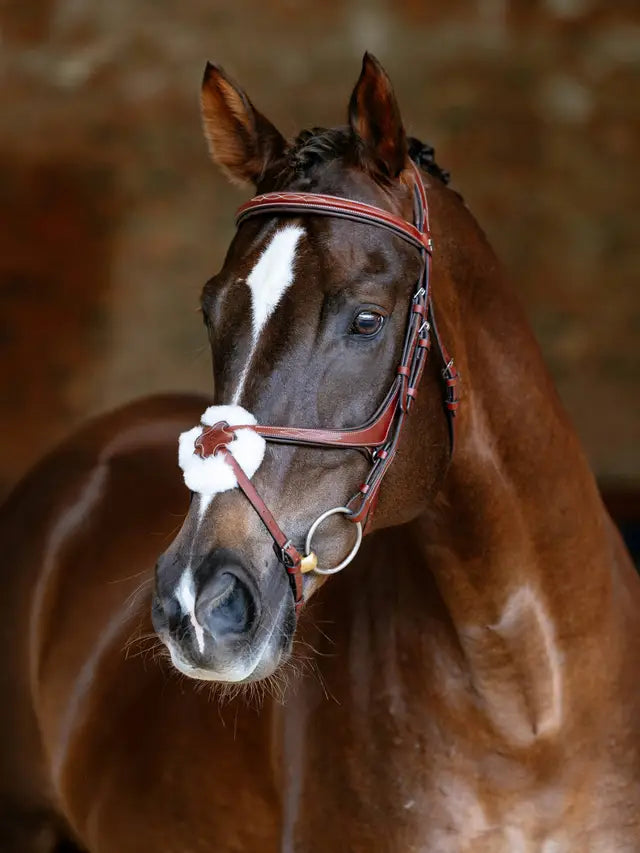 LeMieux Kudos Grackle Bridle