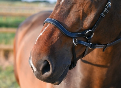 Jump'In Liberty Bitless Bridle