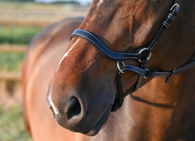 Jump-in Liberty Bitless Bridle