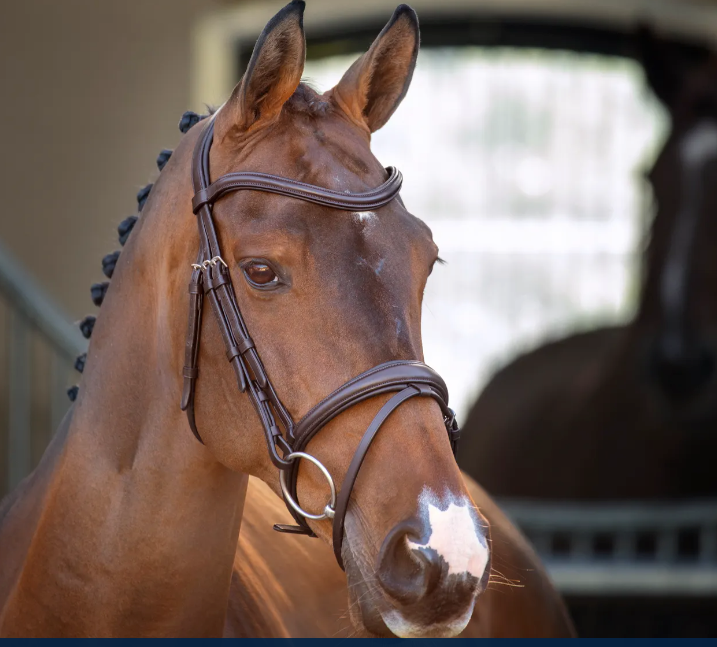 Shires Lusso Padded Raised Flash Bridle