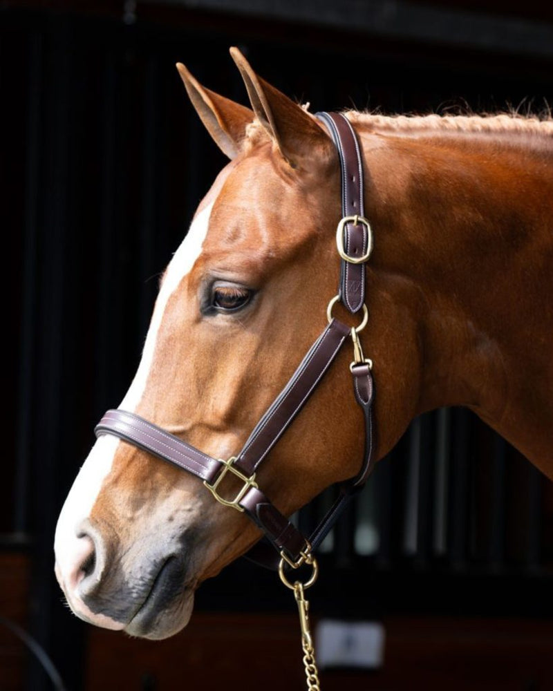 Red Barn Lainie Show Halter