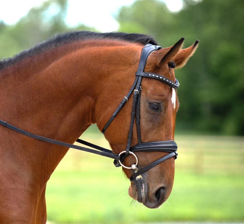 Red Barn Olympian Dressage Bridle
