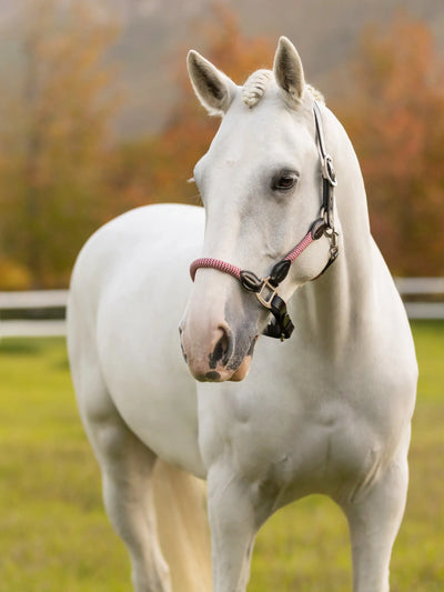 LeMieux Ropella Halter