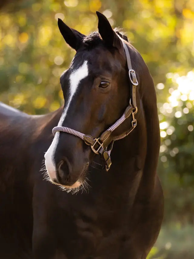 LeMieux Ropella Halter