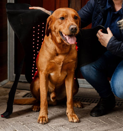 Horseware® LED Red Light Therapy Pet Coat