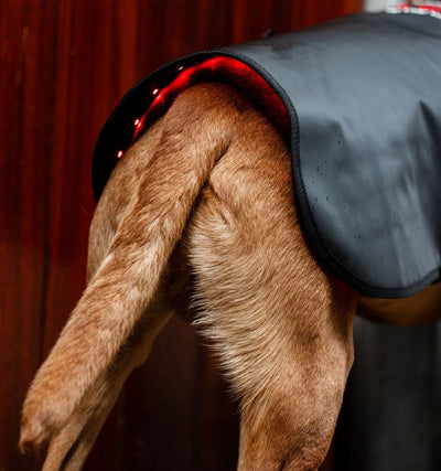 Horseware® LED Red Light Therapy Pet Coat