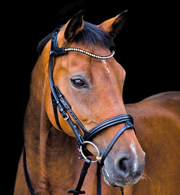 Stubben Freedom Bridle with Magic Tack