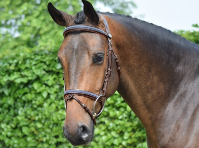 JumpIn WEEK Crystal Bridle with Flash Noseband