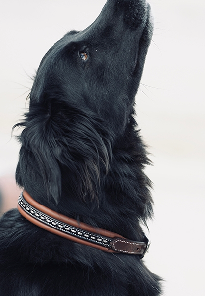 Penelope Leather Dog Collar