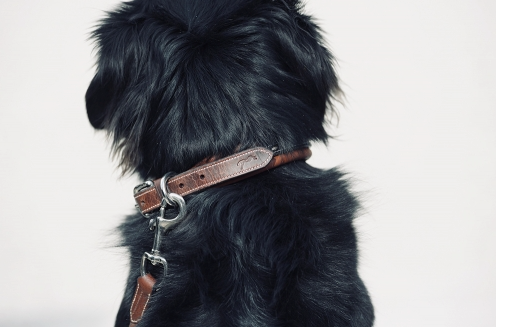 Penelope Leather Dog Collar