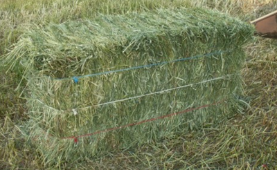 Western Hay