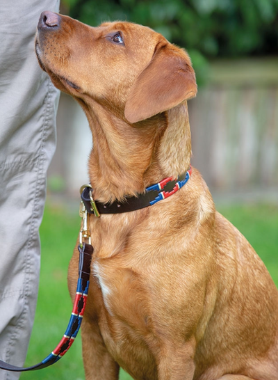 Shires Drover Polo Dog Collar
