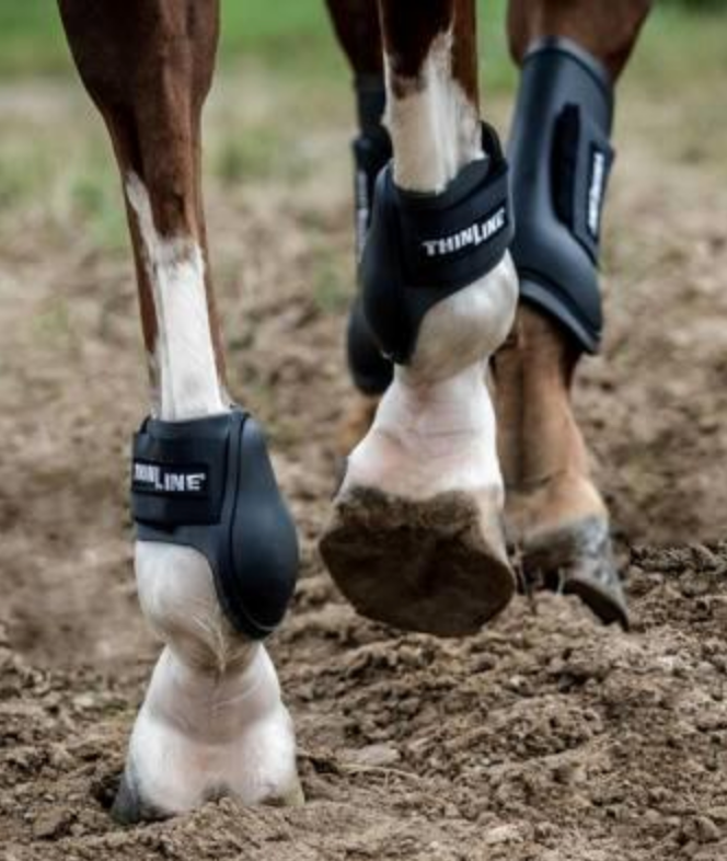 ThinLine Ankle Schooling Horse Boot