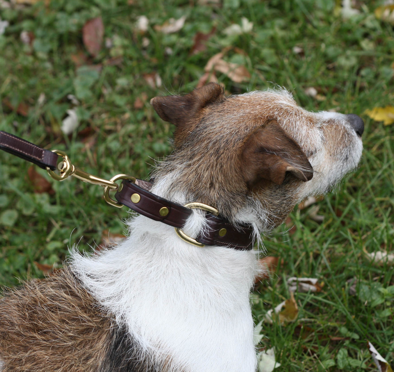 Tory Martingale Control Dog Collar
