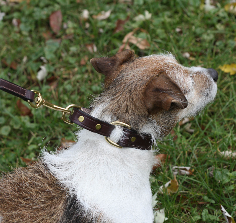 Tory hot sale dog collar
